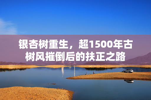 银杏树重生，超1500年古树风摧倒后的扶正之路