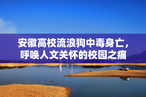 安徽高校流浪狗中毒身亡，呼唤人文关怀的校园之痛