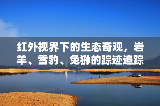 红外视界下的生态奇观，岩羊、雪豹、兔狲的踪迹追踪