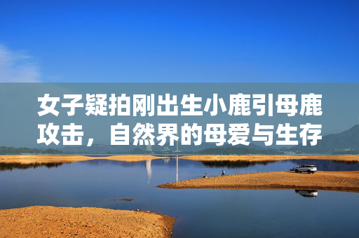女子疑拍刚出生小鹿引母鹿攻击，自然界的母爱与生存法则