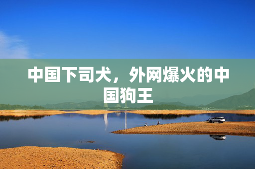 中国下司犬，外网爆火的中国狗王