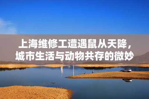 上海维修工遭遇鼠从天降，城市生活与动物共存的微妙故事
