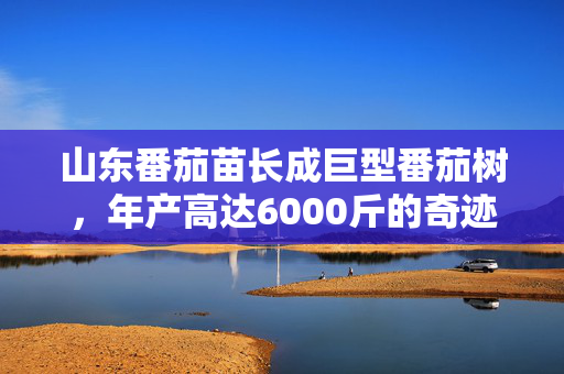 山东番茄苗长成巨型番茄树，年产高达6000斤的奇迹故事