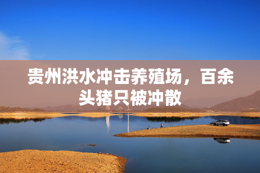 贵州洪水冲击养殖场，百余头猪只被冲散