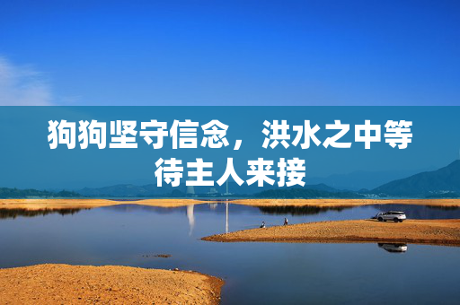 狗狗坚守信念，洪水之中等待主人来接