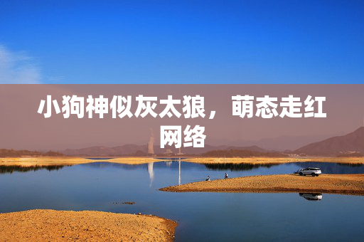 小狗神似灰太狼，萌态走红网络