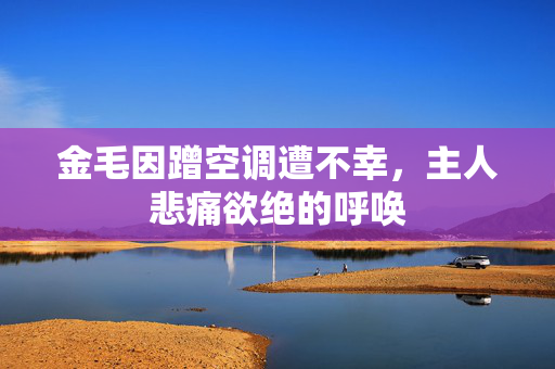 金毛因蹭空调遭不幸，主人悲痛欲绝的呼唤