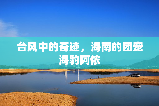 台风中的奇迹，海南的团宠海豹阿侬