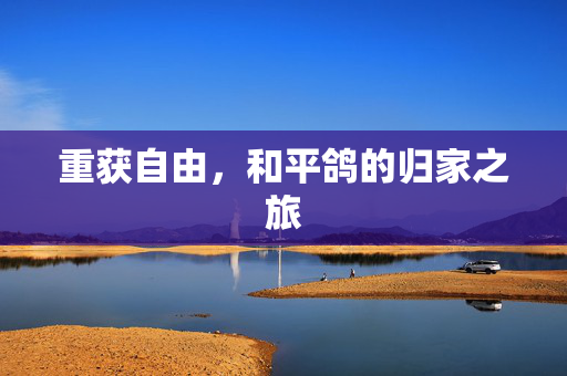重获自由，和平鸽的归家之旅