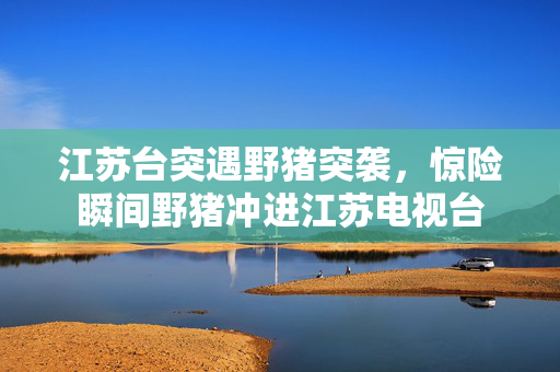 江苏台突遇野猪突袭，惊险瞬间野猪冲进江苏电视台
