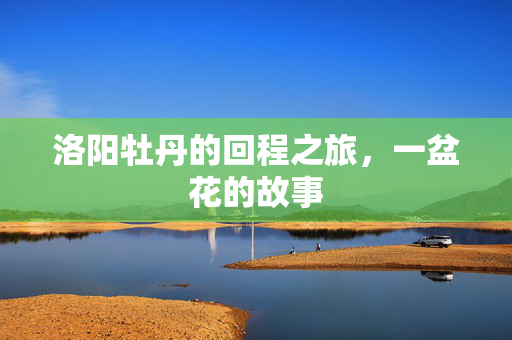 洛阳牡丹的回程之旅，一盆花的故事